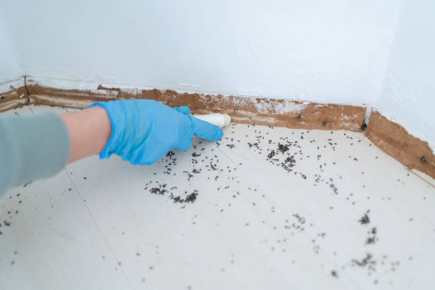 Reliable Millington, TN Pest Control Solutions