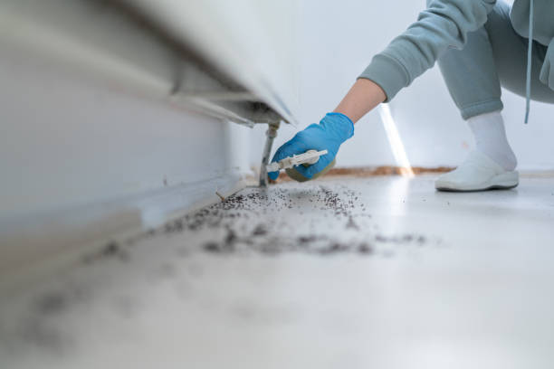 Flea Control Services in Millington, TN